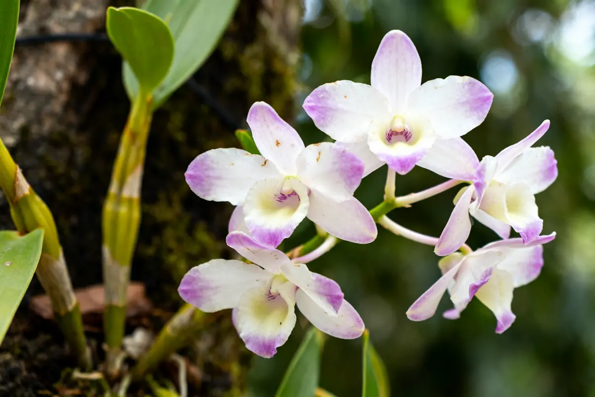 Noble dendrobium : guide complet pour une floraison parfaite